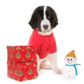 Puppy landseer dressed Royalty Free Stock Photo