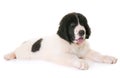 Puppy landseer in studio Royalty Free Stock Photo