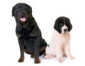 Puppy landseer and rottweiler Royalty Free Stock Photo