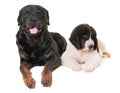 Puppy landseer and rottweiler Royalty Free Stock Photo