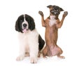 Puppy landseer and staffie in studio Royalty Free Stock Photo