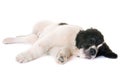 Puppy landseer in studio Royalty Free Stock Photo