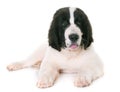 Puppy landseer in studio Royalty Free Stock Photo