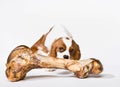 Puppy with large bone Royalty Free Stock Photo