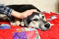 Puppy lay on patchwork quilt with stroking hand