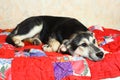 Puppy lay on patchwork quilt with stroking hand