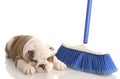 Puppy laying beside a broom