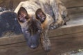 Puppy laying on porch steps looking at viewer, looks tired Royalty Free Stock Photo