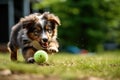 puppy learning to fetch small soft ball