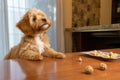 puppy learning to sit with treat guidance