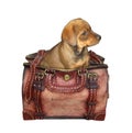 Puppy in leather bag 2 Royalty Free Stock Photo