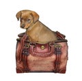 Puppy in leather bag Royalty Free Stock Photo