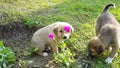 Innocent puppy hiding behind a flower. Funny-animals concept