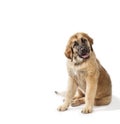 Puppy leonberger dog Royalty Free Stock Photo