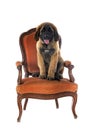 Puppy Leonberger in studio Royalty Free Stock Photo