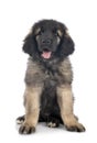 puppy Leonberger in studio Royalty Free Stock Photo