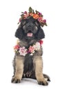 Puppy Leonberger in studio Royalty Free Stock Photo