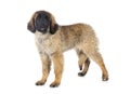 Puppy Leonberger in studio Royalty Free Stock Photo