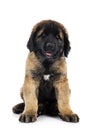 Puppy Leonberger in studio Royalty Free Stock Photo