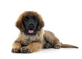 Puppy Leonberger in studio Royalty Free Stock Photo