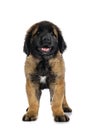 Puppy Leonberger in studio Royalty Free Stock Photo