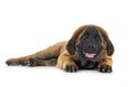 Puppy Leonberger in studio Royalty Free Stock Photo