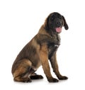 Puppy Leonberger in studio Royalty Free Stock Photo