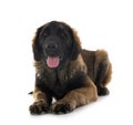 Puppy Leonberger in studio Royalty Free Stock Photo