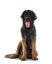 Puppy Leonberger in studio Royalty Free Stock Photo