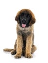 Puppy Leonberger in studio Royalty Free Stock Photo