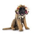 Puppy Leonberger in studio Royalty Free Stock Photo