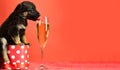 Puppy lick glass of champagne. Funny pyppy dog with champagne. Puppy and gift boxes on new year background, christmas