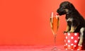 Puppy lick glass of champagne. Funny pyppy dog with champagne. Puppy and gift boxes on new year background, christmas