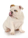 Puppy licking lips Royalty Free Stock Photo