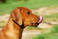 Puppy licking nose Royalty Free Stock Photo