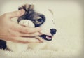 Puppy licks hand