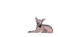 The puppy lies and looks away. Isolate. Mexican Hairless Dog. Xoloitzcuintle.