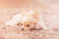 The puppy lies on the sand. A dog of the mini Chihuahua breed, white in color with red spots