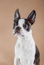 Puppy on a light beige background. Dog Boston Terrier portrait. Pet in the studio Royalty Free Stock Photo