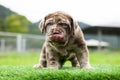 puppy light brown white cute fat on the green lawn Neapolitan Mastiff puppies mix with Bandog