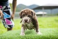 puppy light brown white cute fat on the green lawn Neapolitan Mastiff puppies mix with Bandog