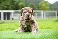 puppy light brown white cute fat on the green lawn Neapolitan Mastiff puppies mix with Bandog