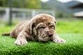 puppy light brown white cute fat on the green lawn Neapolitan Mastiff puppies mix with Bandog