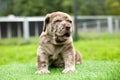 puppy light brown white cute fat on the green lawn Neapolitan Mastiff puppies mix with Bandog