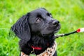 Puppy listens to the owner and performs functions on the command. Obedient and intelligent dog on a walk. Royalty Free Stock Photo