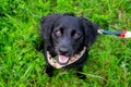 Puppy listens to the owner and performs functions on the command. Obedient and intelligent dog on a walk. Royalty Free Stock Photo