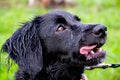 Puppy listens to the owner and performs functions on the command. Obedient and intelligent dog on a walk. Royalty Free Stock Photo