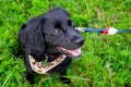 Puppy listens to the owner and performs functions on the command. Obedient and intelligent dog on a walk. Royalty Free Stock Photo