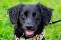 Puppy listens to the owner and performs functions on the command. Obedient and intelligent dog on a walk. Royalty Free Stock Photo