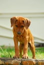 Puppy looking down Royalty Free Stock Photo